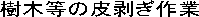 ؓ̔甍